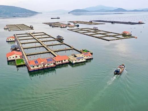 有机大黄鱼礼盒装 商品图4