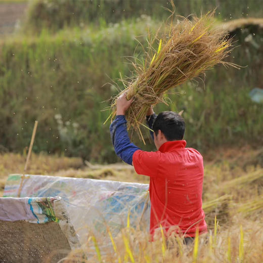 【老品种留胚红米】生长在云南元阳梯田 1300年的老米种 生态种植无污染 红米糙米3斤装 商品图4