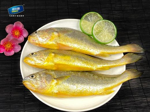有机大黄鱼礼盒装 商品图2