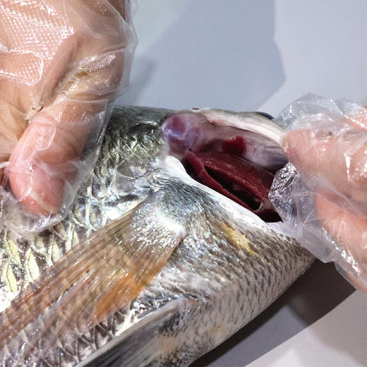 野生黑鲷鱼 “大黑牛”（东山岛）预售7天左右发货 商品图4