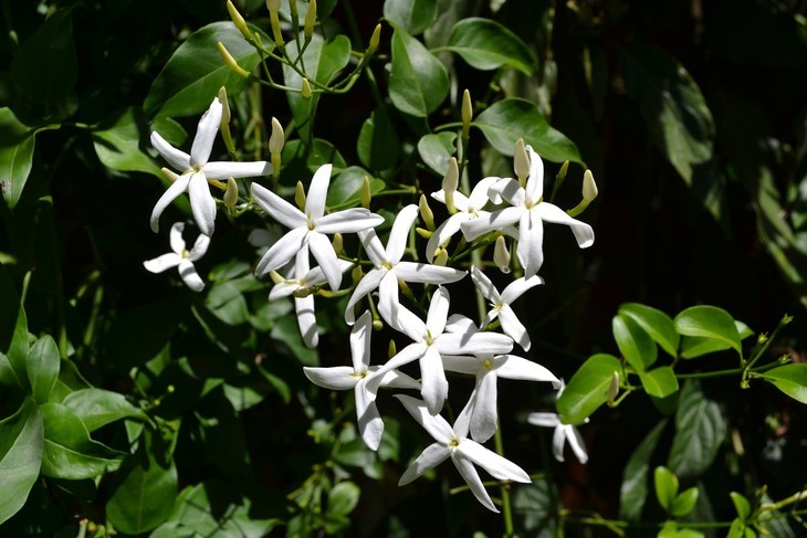 大花茉莉原精 埃及 花中之王