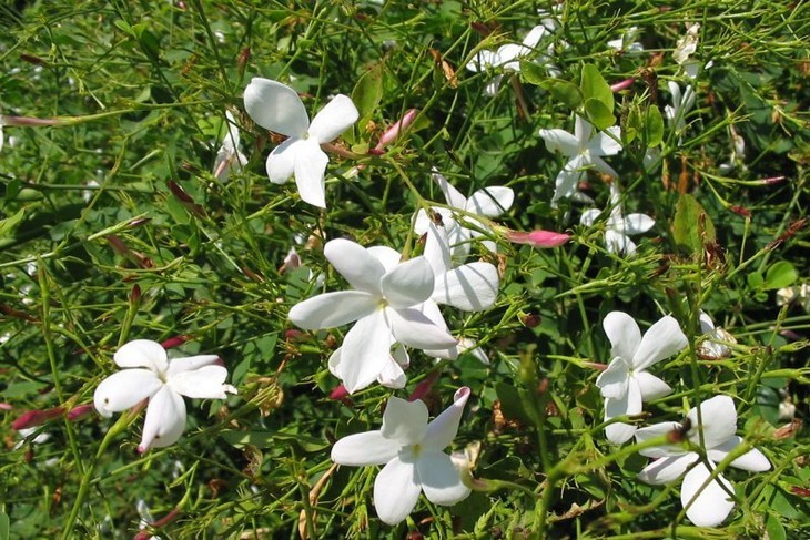 大花茉莉原精 埃及 花中之王