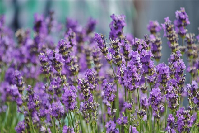 亚碧拉醒目薰衣草精油 法国农场 有机