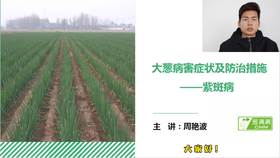 大葱病害防治——紫斑病