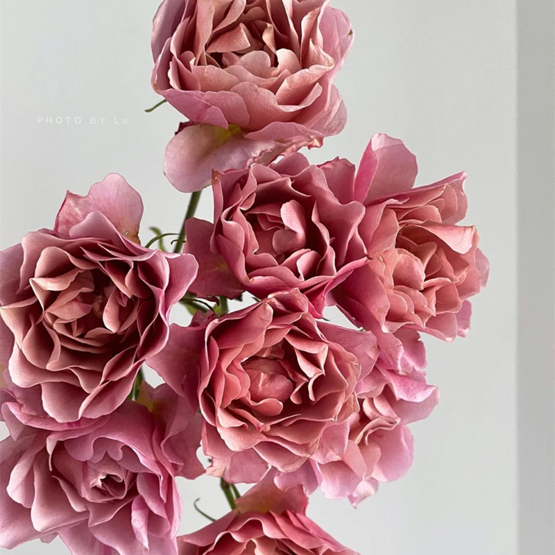 日本鲜花 sola索拉 多头玫瑰花10支