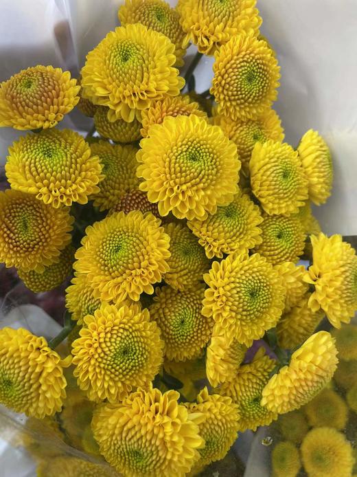 【精品小菊】金沙黄 10支/扎 商品图2