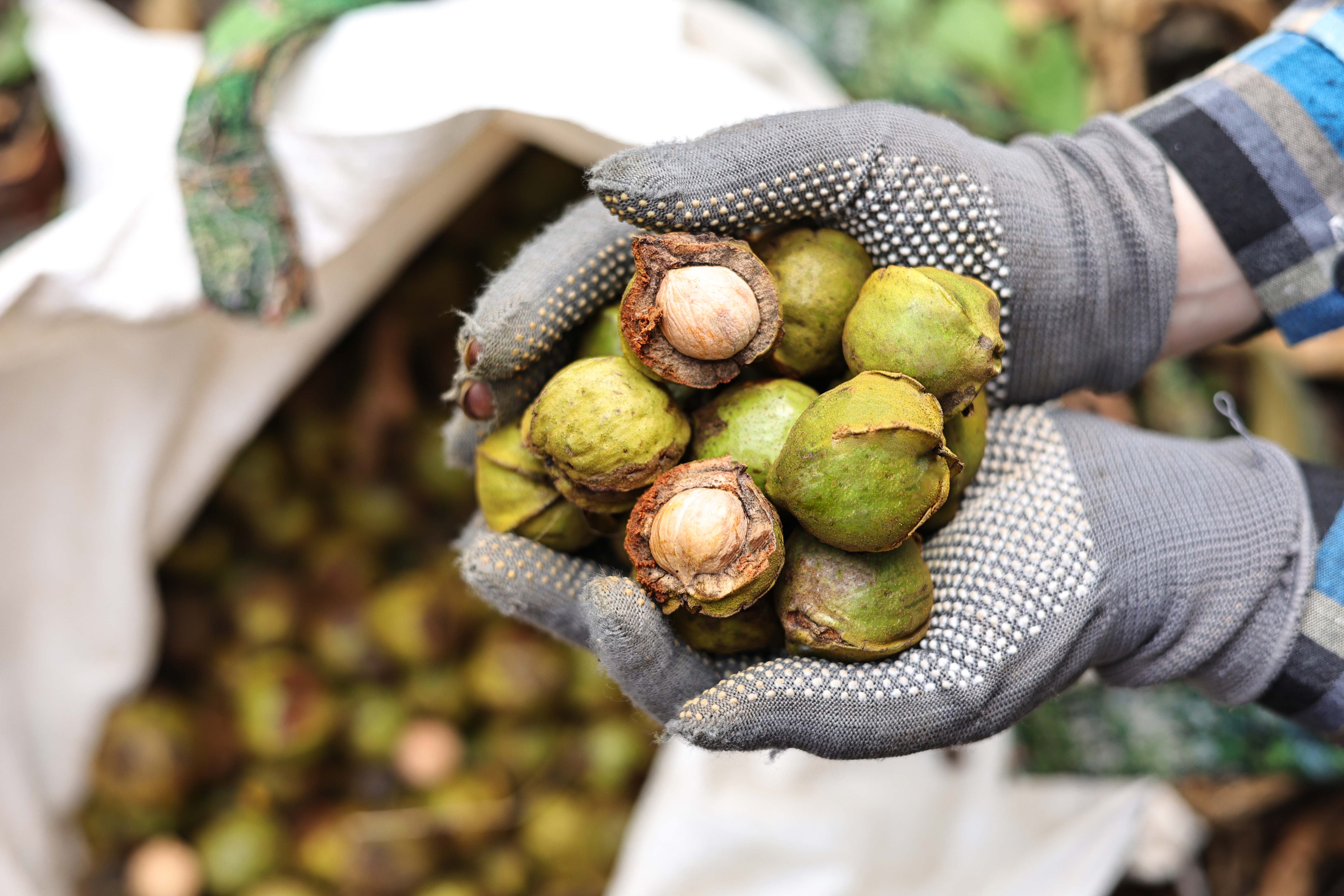 临安低糖低盐山核桃仁香酥可口过人饱满粒粒完整越嚼越香
