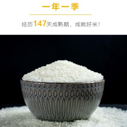 五常大米 | 五常稻花香米 真空包装 方便储存屯粮 饭粒油亮软糯 饭香浓郁易吸收 山泉水灌溉 颗粒饱满 清白透亮 商品图1
