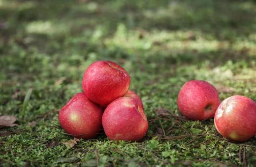 农城御果-苹果 商品图2