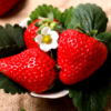 【12.23视频号】丹东九九草莓 整盒 红颜草莓 商品缩略图2