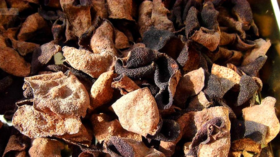 陈皮怎么用全掌握！12款陈皮食疗合集快收藏