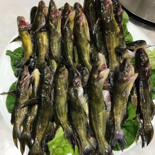 有机黄辣丁鱼 | 合作生产 * Organic-Huang spicy fish| Coproduction 商品图0