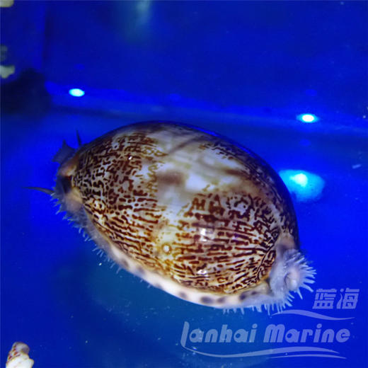 亚洲宝螺 商品图6