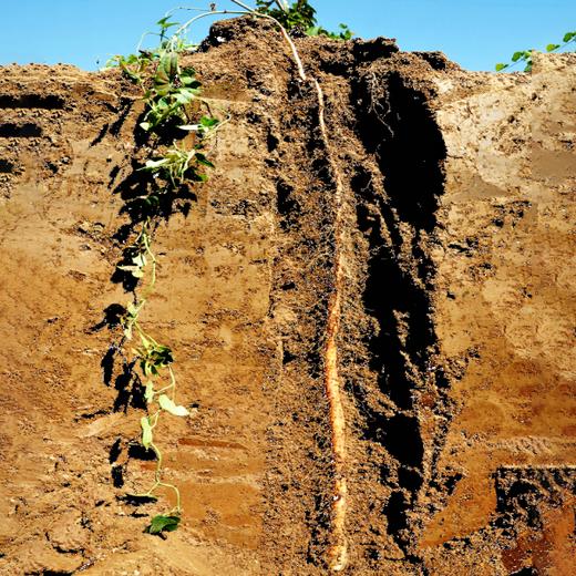 【焦作垆土新鲜怀山药】养7年地 种1季的铁棍山药  垆土地种植 营养丰富被称为“怀药” 商品图4