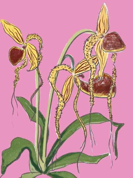 light on『异星兰』｜A4插画 商品图1