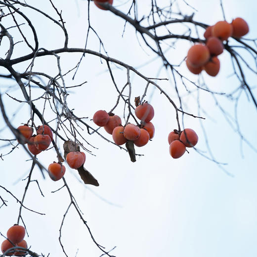 陕西【富平柿饼】流糖流蜜！比糍粑还糯，一咬蜜糖流浆~表皮附着糖霜，内里溏心十足！ 冬季甜蜜来袭，糖度30+！ 商品图7