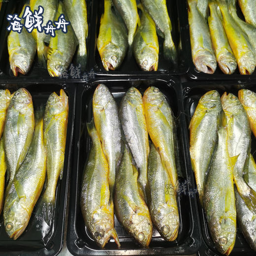 【野生】东海黄鱼子（大黄鱼幼子） 商品图1