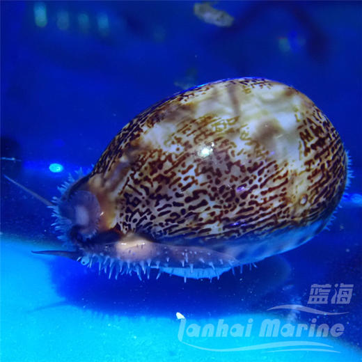亚洲宝螺 商品图1