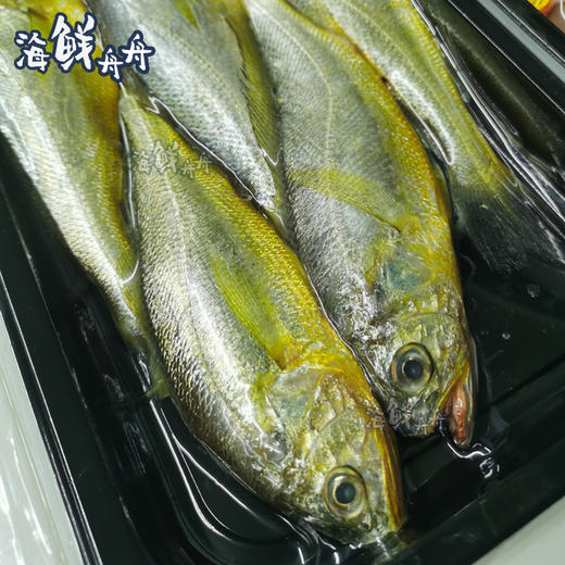 【野生】东海黄鱼子（大黄鱼幼子） 商品图3