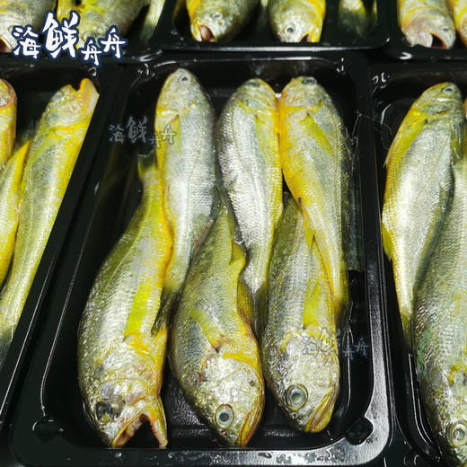 【野生】东海黄鱼子（大黄鱼幼子） 商品图2