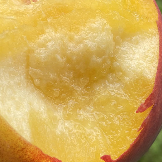 澳洲空运油桃  |  红里透黄，阳光下特别灿烂，果肉纯黄，靠近核一圈红，脆嫩有韧劲，现在有点硬很甜， 放软了之后，细致绵软水汪汪，又香又甜，甜蜜芬芳！ 商品图2