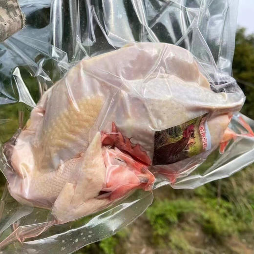 顺丰快递！山里散养的雪山草鸡，山野童子鸡。山林放养，跑山鸡，每天只吃玉米，麦麸，谷糠，山地里的虫和草，喝着山泉水长大，是每一个追求健康生活人士的至爱食材，母鸡适合煲汤，公鸡适合爆炒 商品图5