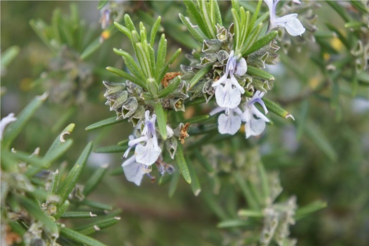 桉油醇迷迭香精油 提神注意力 油性肌肤护发 呼吸问题 西班牙