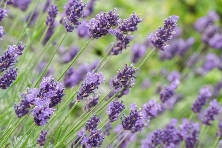 亚碧拉醒目薰衣草精油 法国农场 有机