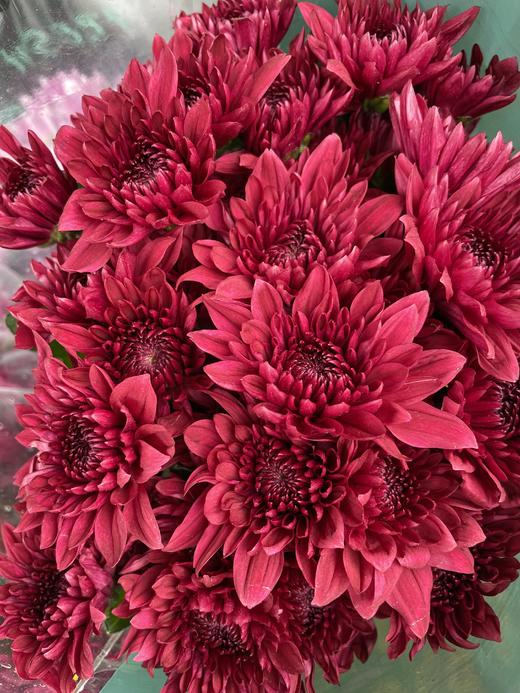 【精品小菊】红丹特 10支/扎 商品图4