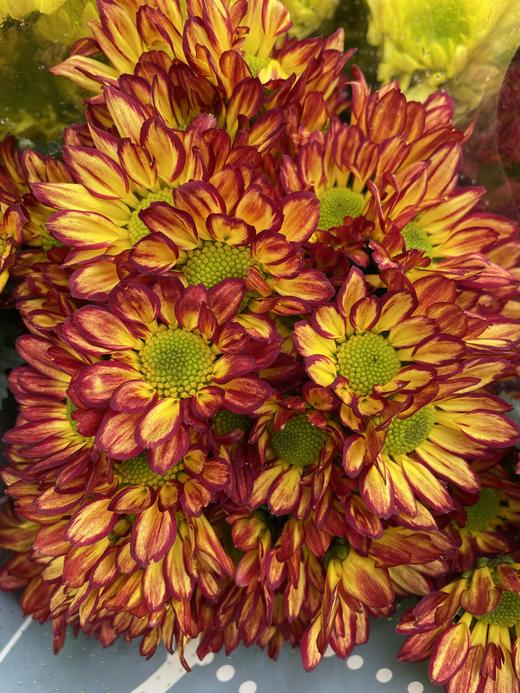 【精品小菊】罗马假日 10支/扎 商品图4