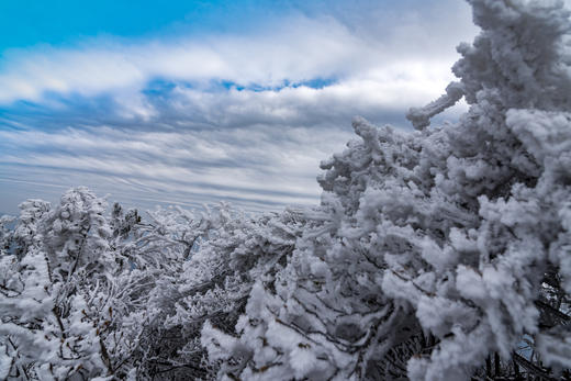 12.30出发【年终钜惠  独家线路】 皇后山茶庄园冰雪摄影+高山温泉2天 商品图3