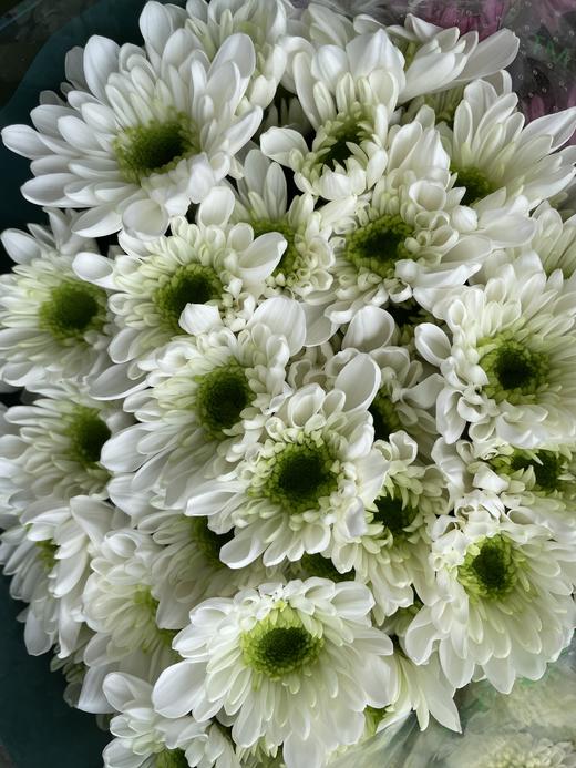 【精品小菊】瑞白 10支/扎 商品图3