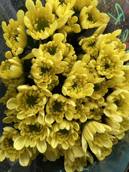 【精品小菊】瑞黄  10支/扎 商品图4