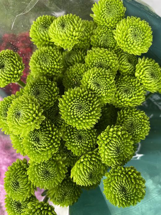 【精品小菊】绿橄榄 10支/扎 商品图2