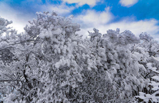 12.30出发【年终钜惠  独家线路】 皇后山茶庄园冰雪摄影+高山温泉2天 商品图2