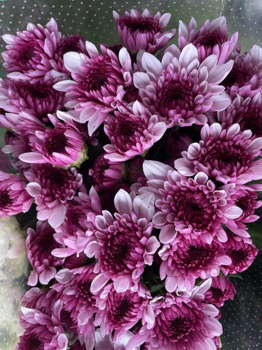 【精品小菊】粉丹特 10支/扎 商品图3