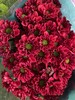【精品小菊】罗西深红 10支/扎 商品缩略图2