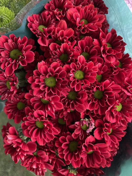 【精品小菊】罗西深红 10支/扎 商品图2