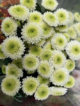 【精品小菊】菲利  10支/扎