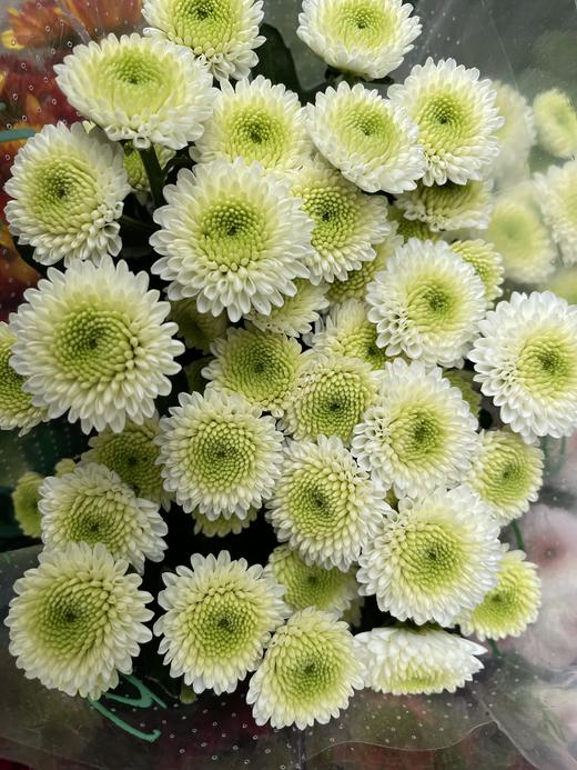 【精品小菊】菲利  10支/扎 商品图0