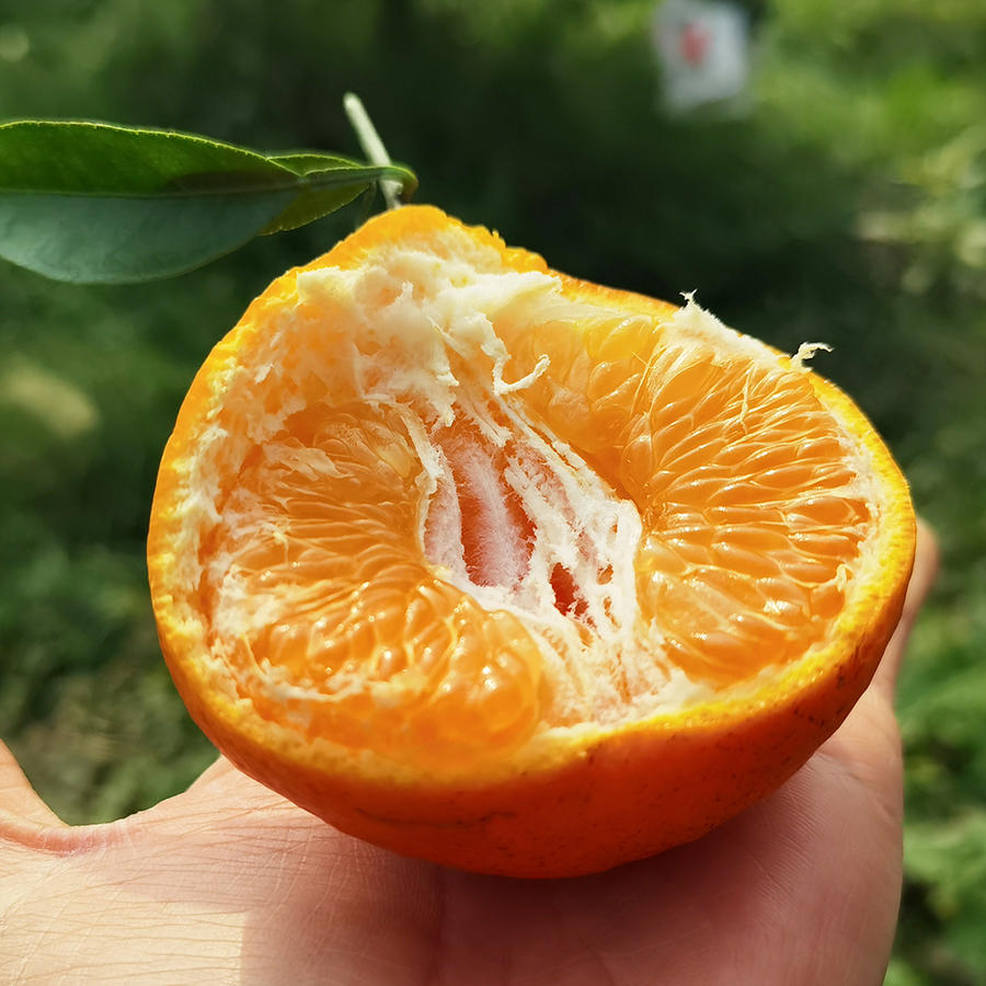 春见的皮有用吗(春见有什么功效和作用)
