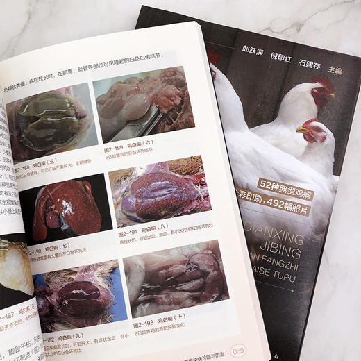 典型鸡病诊断防治彩色图谱 商品图7