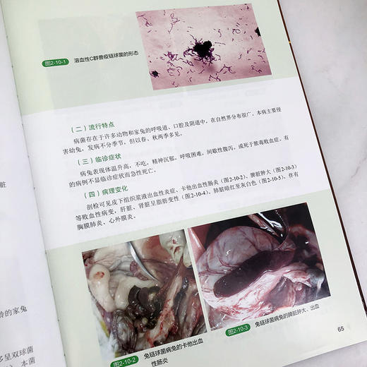 兔病类症鉴别与诊治彩色图谱 商品图6