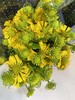 【油画风】油画小菊  若干枝/扎 商品缩略图7