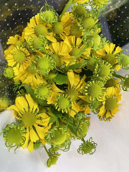 【油画风】油画小菊  若干枝/扎 商品图7