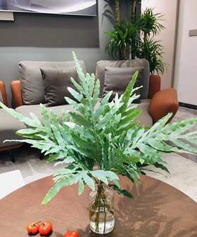 【超长待机】网红叶(贯众厥)  8-9枝/扎