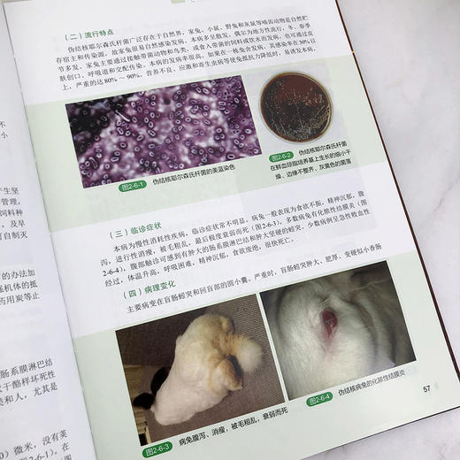 兔病类症鉴别与诊治彩色图谱 商品图5