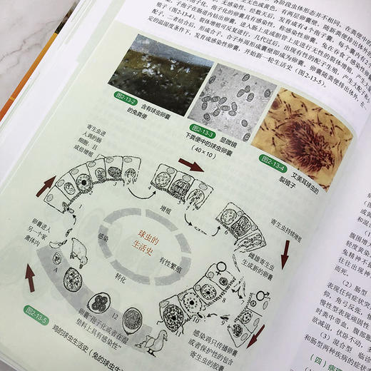 兔病类症鉴别与诊治彩色图谱 商品图8