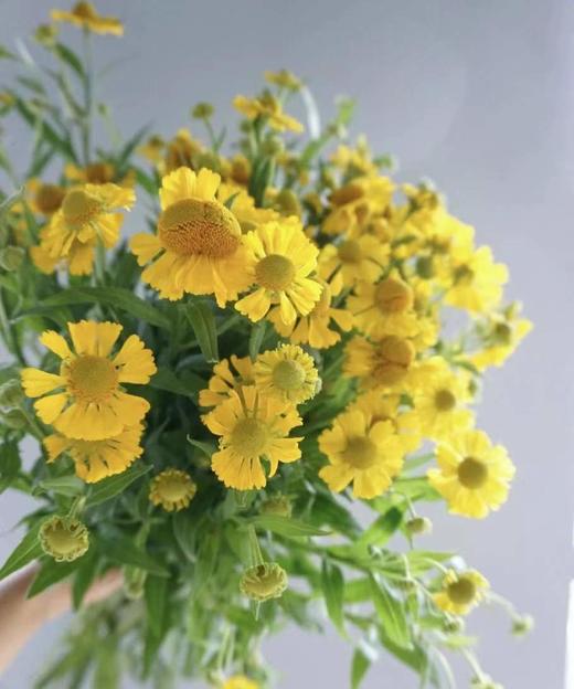 【油画风】油画小菊  若干枝/扎 商品图5