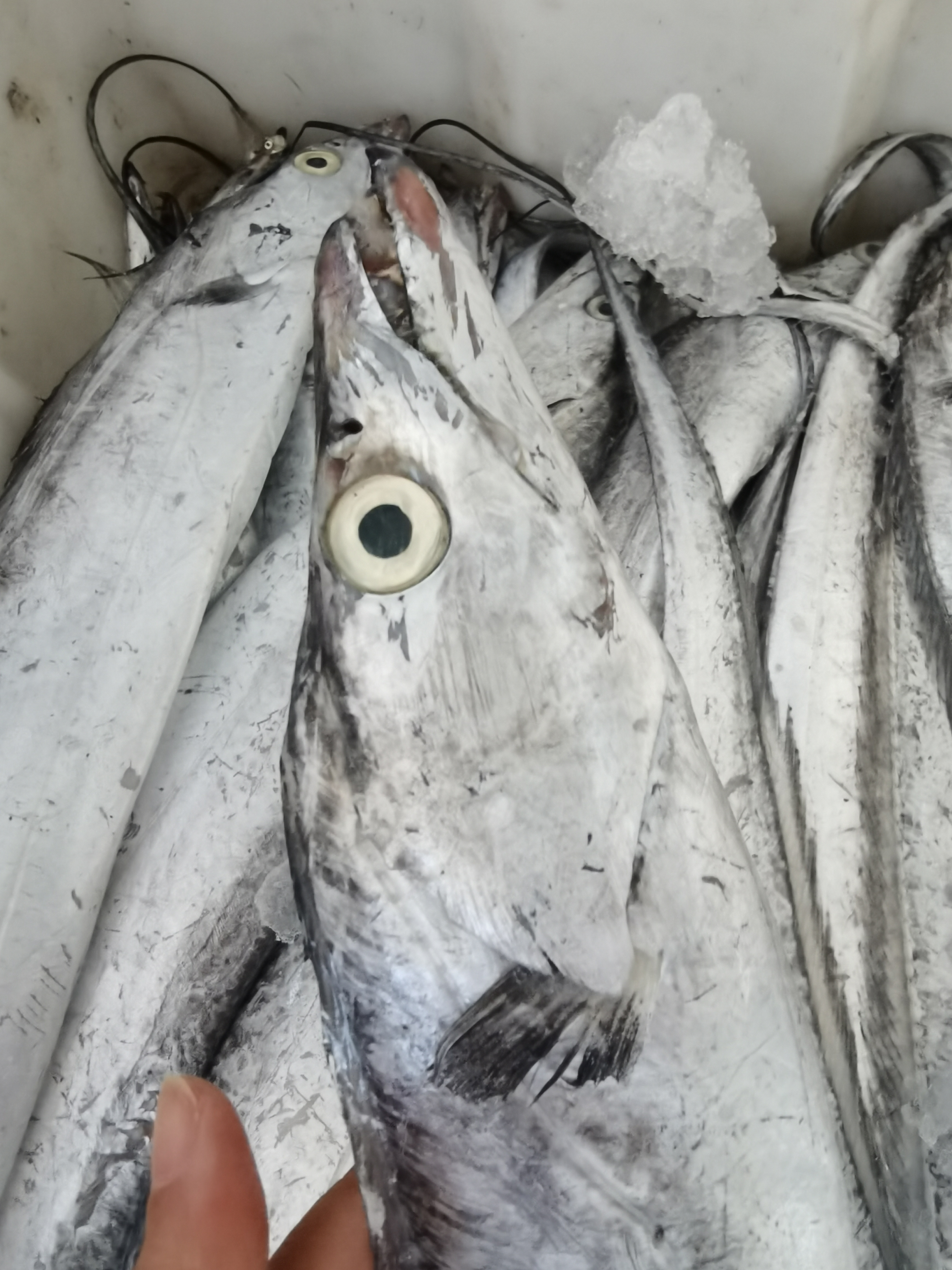 新鲜冬至东海野生带鱼/小眼睛油带鱼 蒸一蒸煎一煎 营养快手鲜掉牙